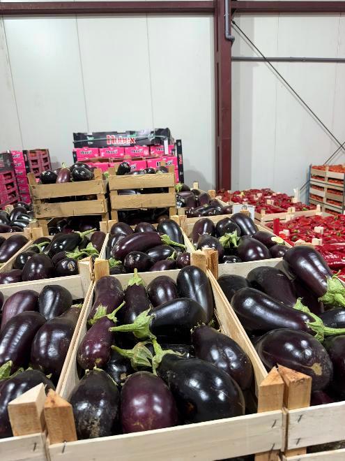 Patlidžan u drvenim gajbicama, crvena paprika u pozadini